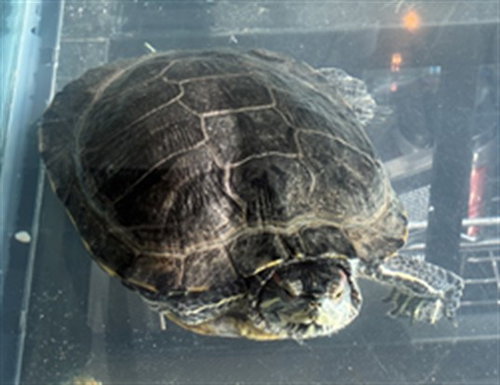 CLARK, a Turtle (medium coat) other pet for adoption in Forestville, MD