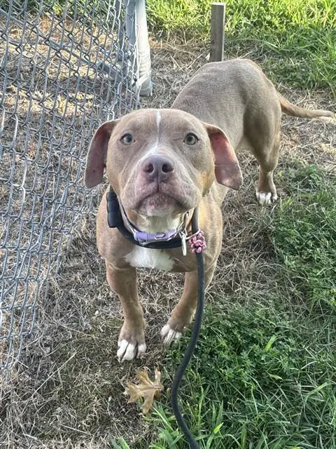 Honey - Pit Bull Terrier