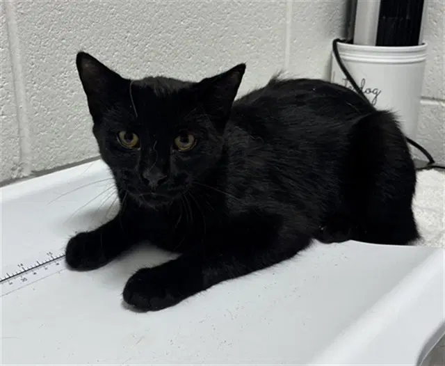 Sterling - Domestic Short Hair