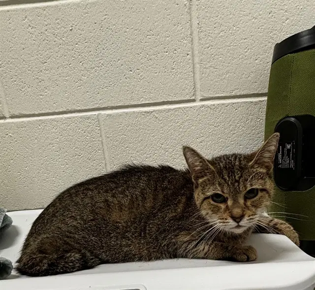 Sol - Domestic Short Hair