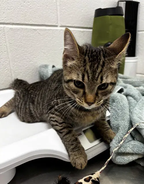 Ocean - Domestic Short Hair