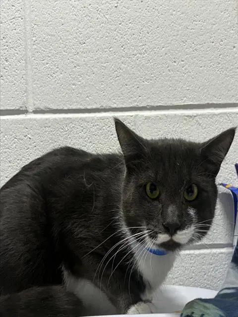 Antonio - Domestic Short Hair