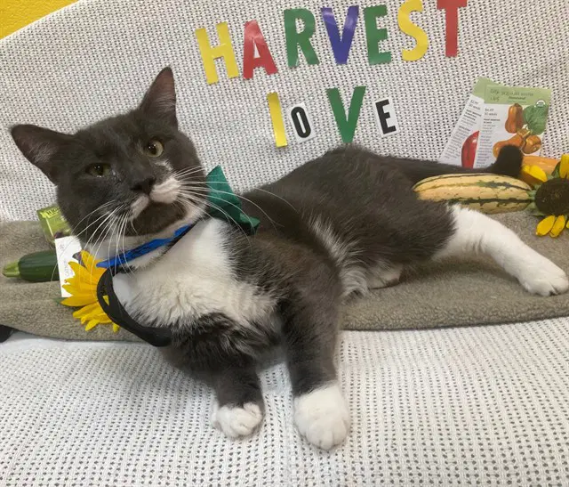Antonio - Domestic Short Hair