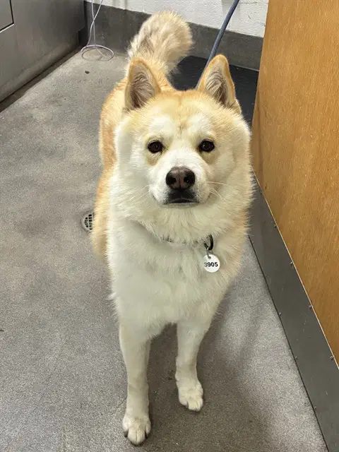 Odie - Siberian Husky