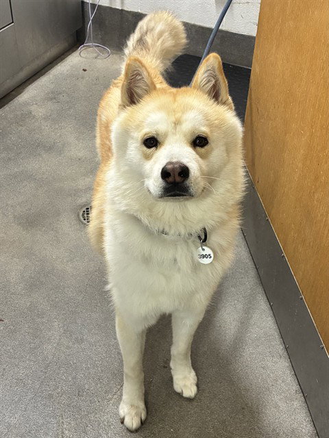 ODIE, a dog for adoption from Prince Georges County Animal Management Division