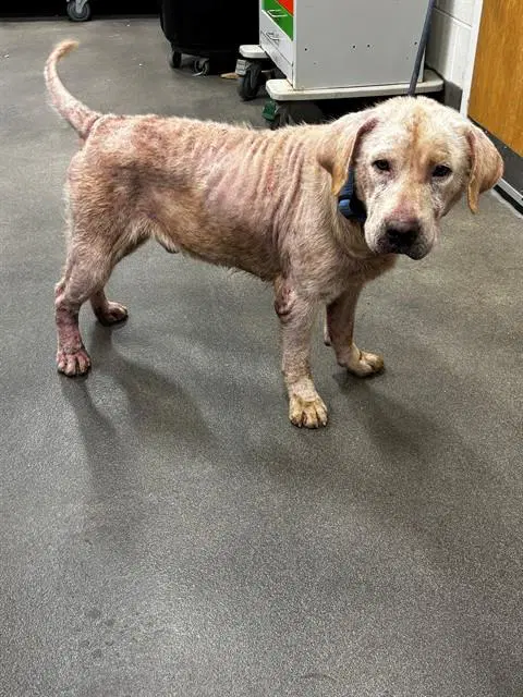 Lennon - Labrador Retriever