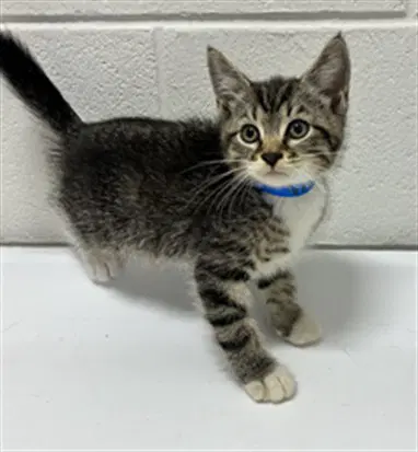 Mylo - Domestic Short Hair
