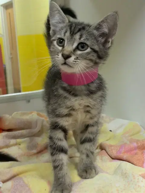 Moana - Domestic Short Hair
