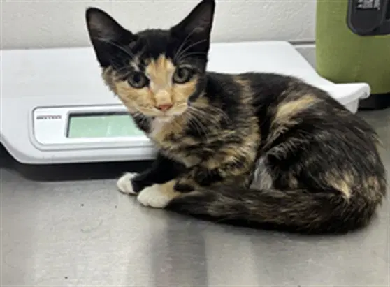 Rhonda - Domestic Short Hair