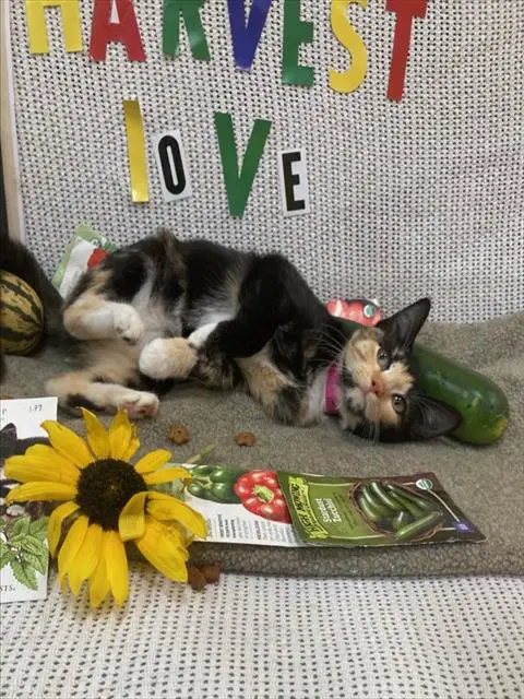 Rhonda - Domestic Short Hair