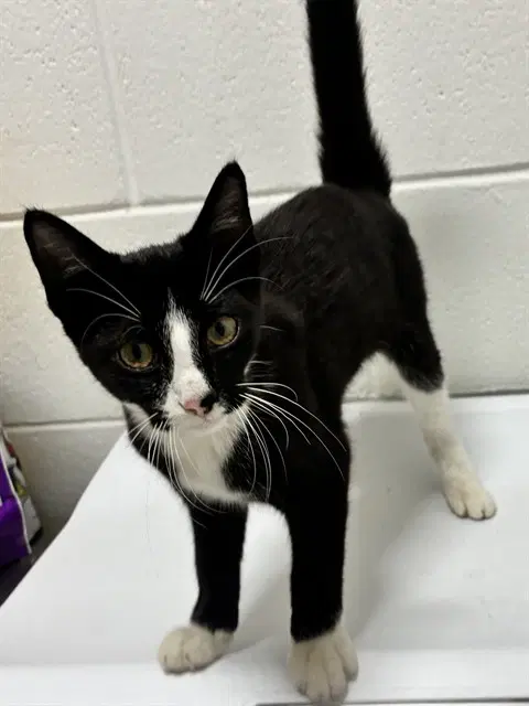 Flores - Domestic Short Hair