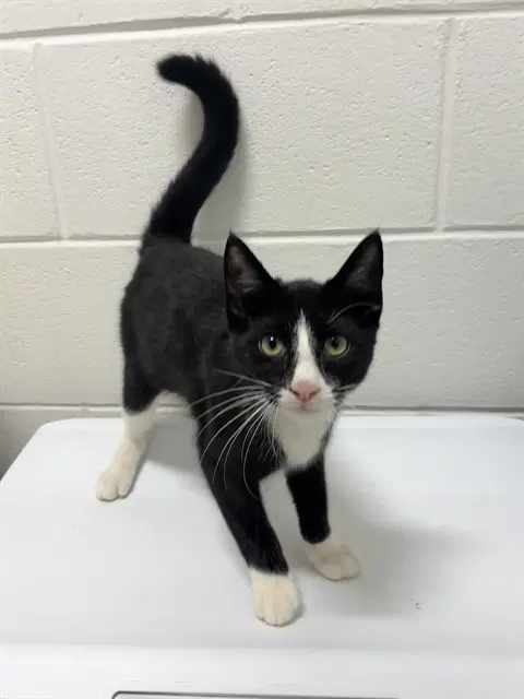Fabio - Domestic Short Hair