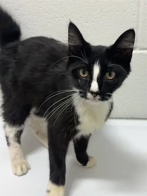 Flynn - Domestic Short Hair
