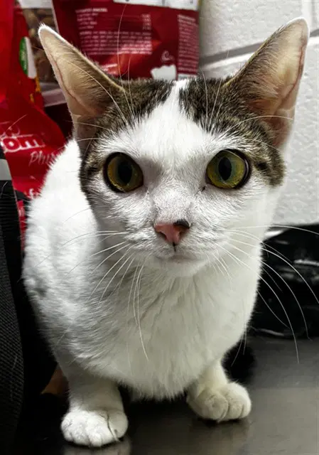 Stitch - Domestic Short Hair