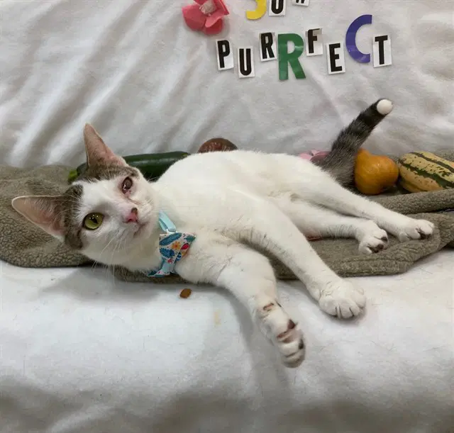 Stitch - Domestic Short Hair