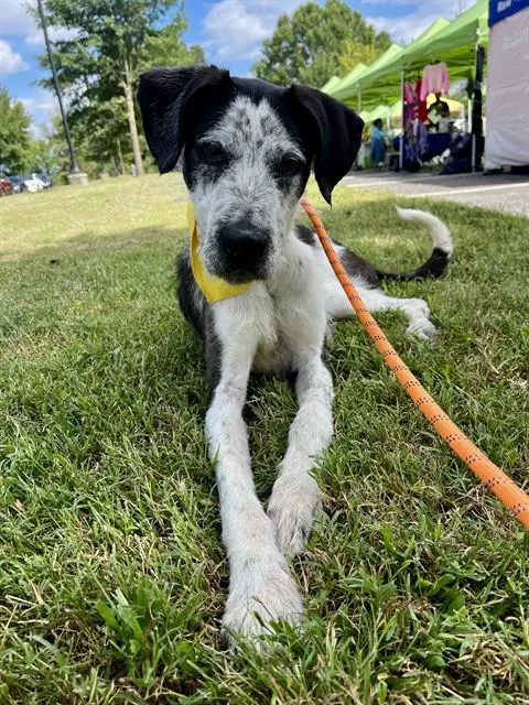 Kori - German Wirehaired Pointer