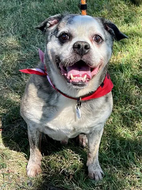 Kolter - English Bulldog