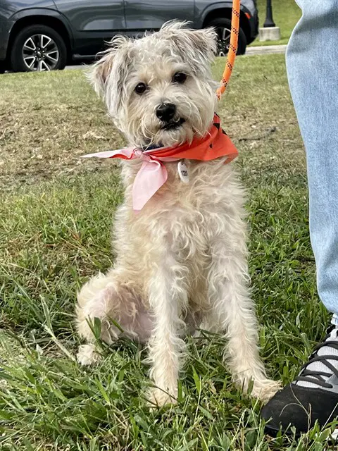 Dinero - Yorkshire Terrier Yorkie