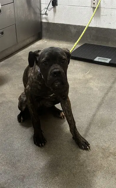 Lily - Cane Corso Mastiff