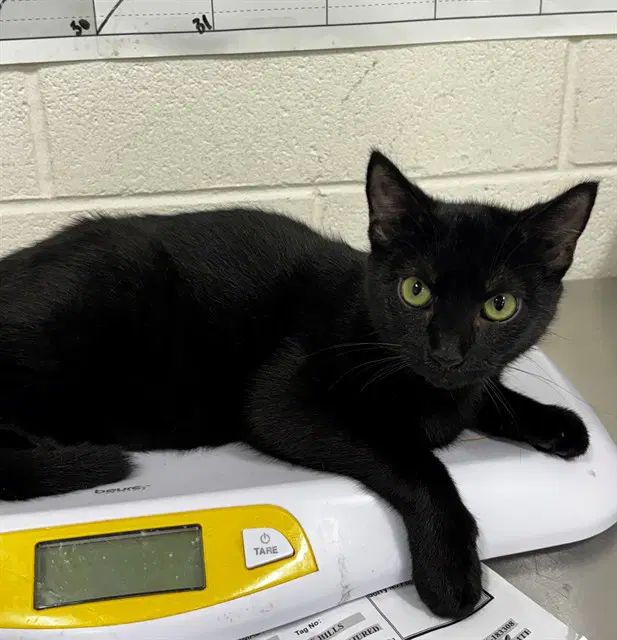 Mistletoe - Domestic Short Hair