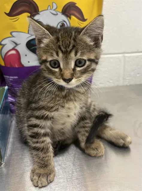 Palmer - Domestic Short Hair