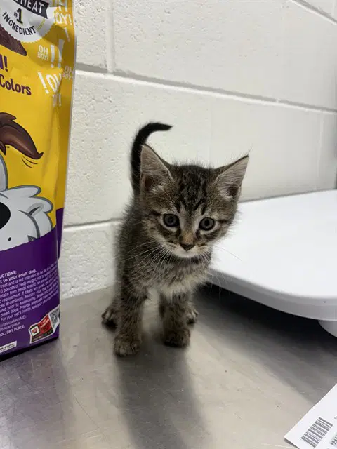 Payton - Domestic Short Hair