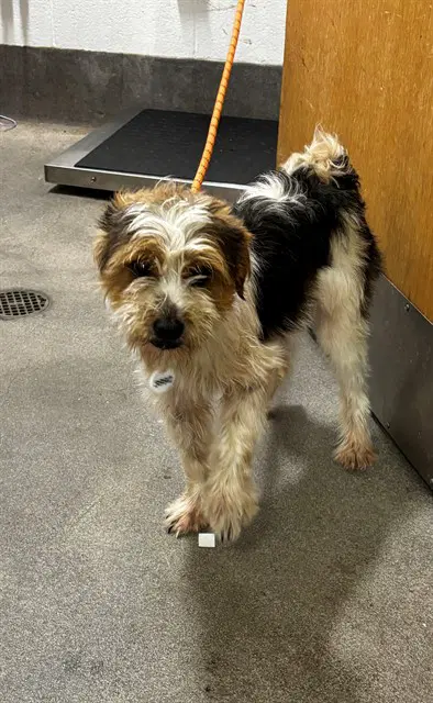 Paxton - Cairn Terrier