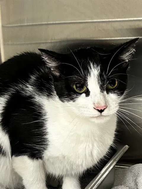 Capri - Domestic Short Hair