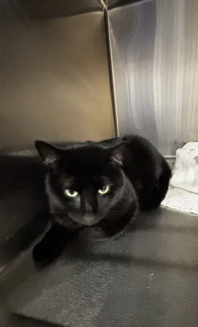Kyle - Domestic Short Hair