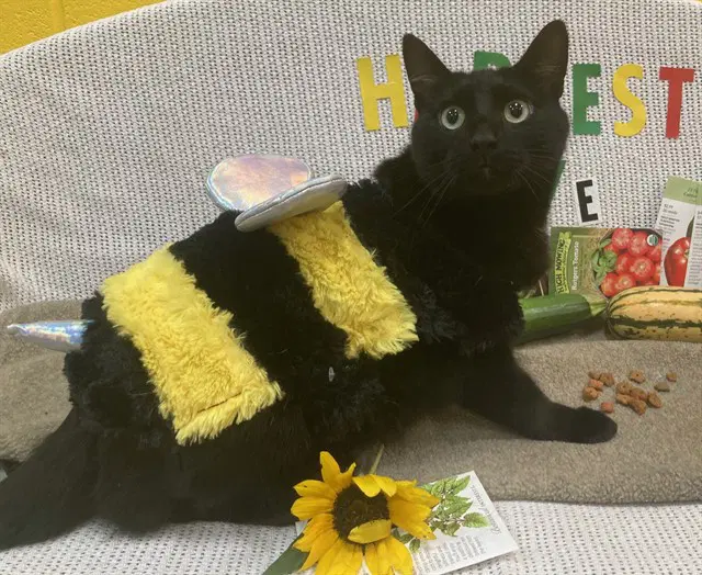 Kyle - Domestic Short Hair