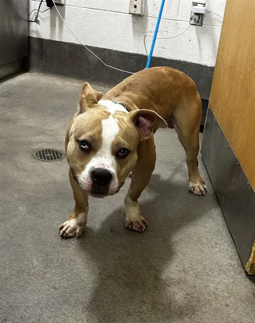 Ben - Pit Bull Terrier
