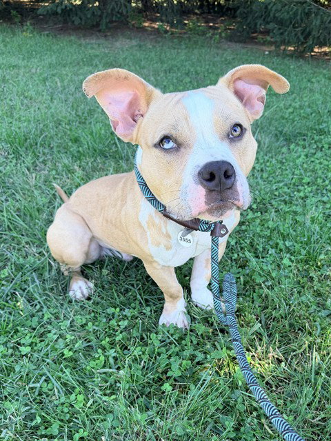 *BEN, a Pit Bull Terrier (short coat) dog for adoption in Forestville, MD
