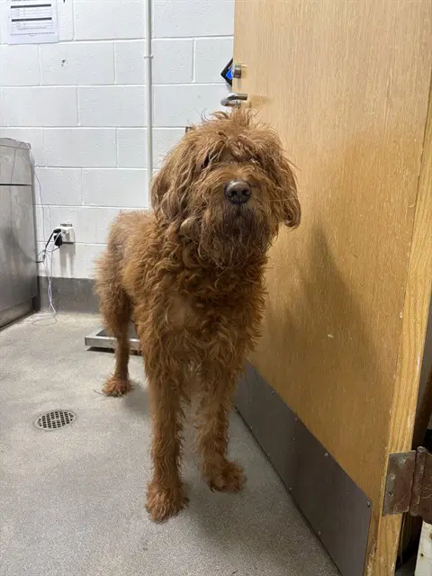 Zeus - Poodle (Standard)