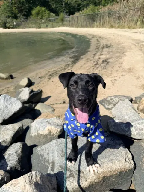 Owen - Pit Bull Terrier