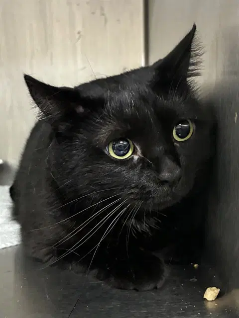 Celeste - Domestic Short Hair