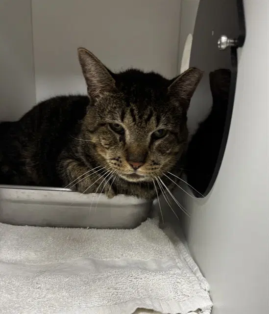 Simba - Domestic Short Hair