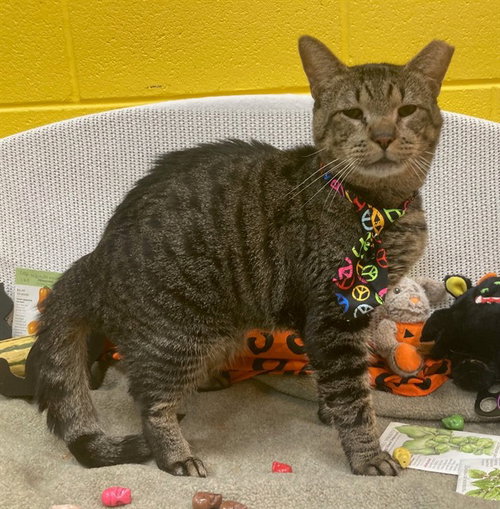 SIMBA, a cat for adoption from Prince Georges County Animal Management Division