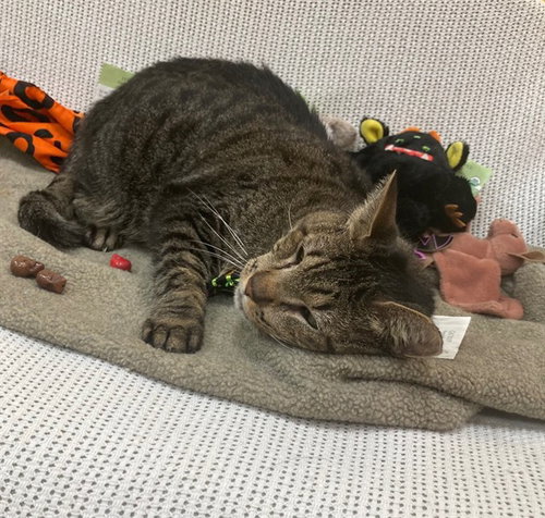 SIMBA, a Domestic Short Hair (short coat) cat for adoption in Forestville, MD