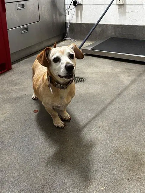 Rocky - Dachshund