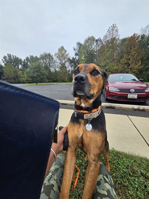 ROCKY, a Rottweiler / Mixed (short coat) dog for adoption in Forestville, MD