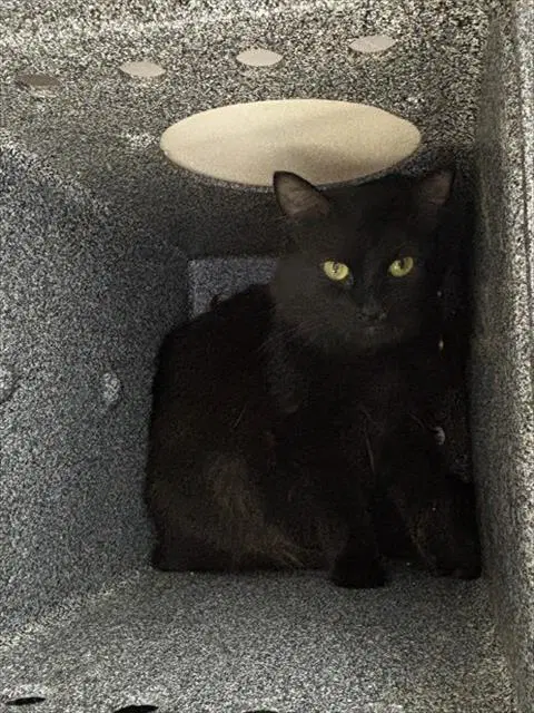 Mizora - Domestic Medium Hair
