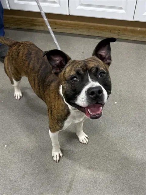 Jack Jack - Pit Bull Terrier