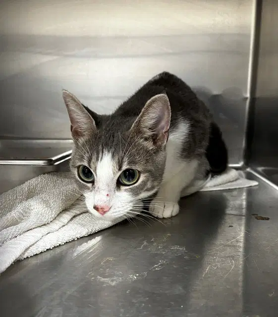Ember - Domestic Short Hair