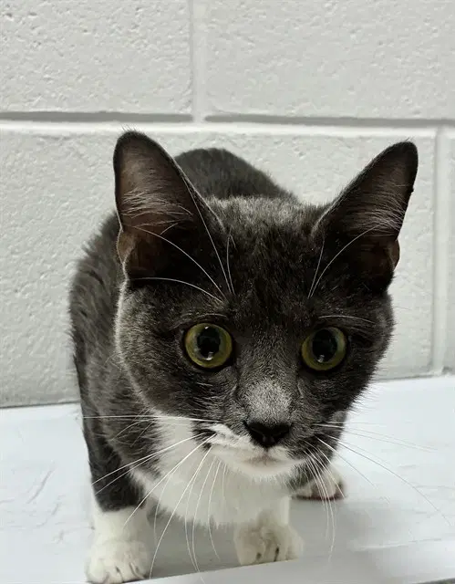 Roselle - Domestic Short Hair