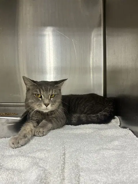 Unknown - Domestic Short Hair