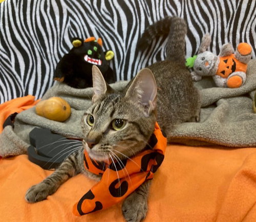 *ROBIN, a cat for adoption from Prince Georges County Animal Management Division