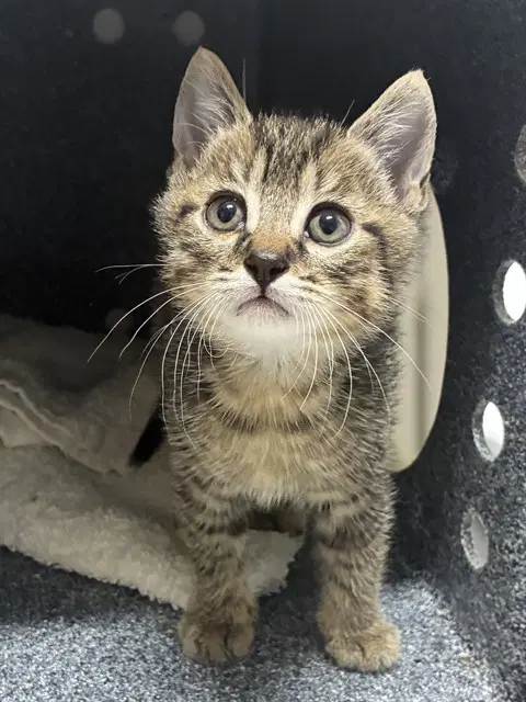 Unknown - Domestic Short Hair