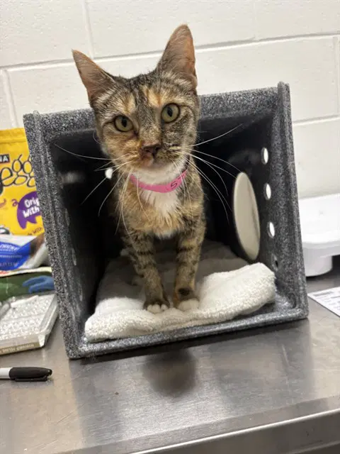 Ethel - Domestic Short Hair