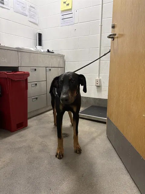 Saint - Doberman Pinscher