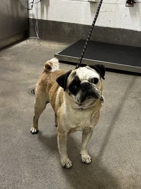 Devon - Pug